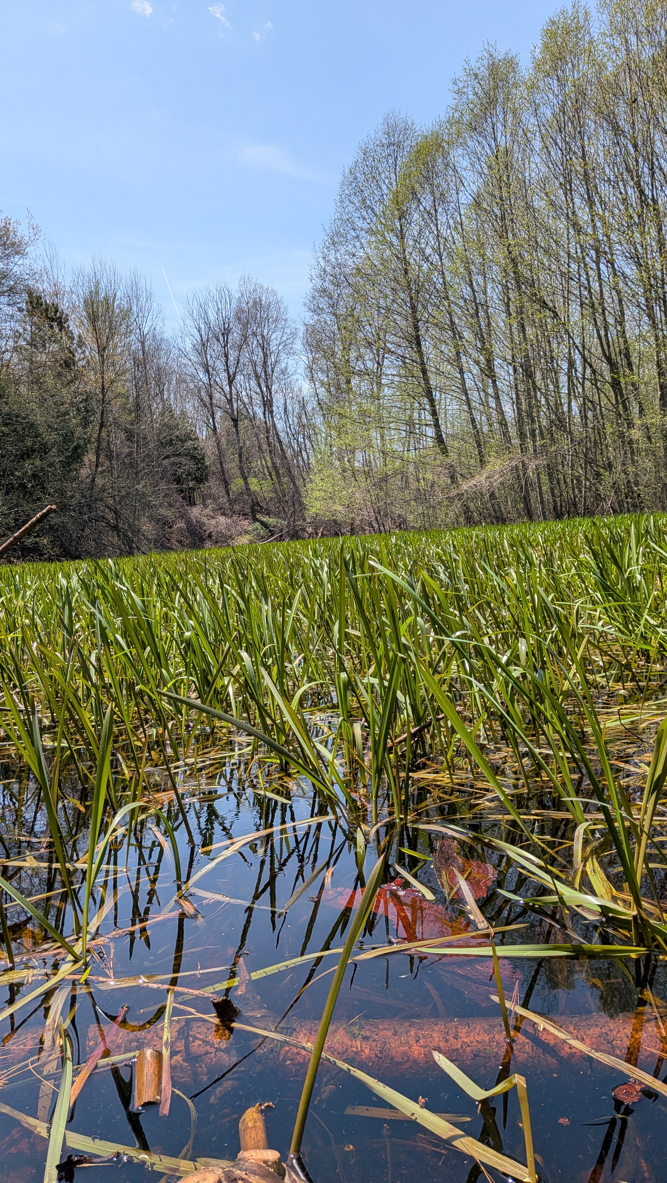 Eglinton South forest walking tour